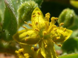 Tetragonia nigrescens flower