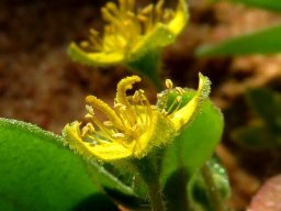 Tetragonia nigrescens flower profiles