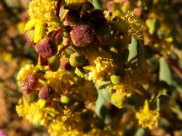 Tetragonia reduplicata flowers and buds
