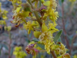 Tetragonia reduplicata part of an inflorescence