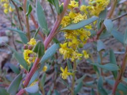 Tetragonia reduplicata leaves