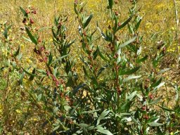 Tetragonia reduplicata sparse branches