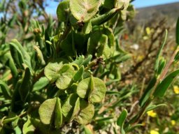 Tetragonia reduplicata winged fruit