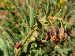 Tetragonia reduplicata drooping young fruit