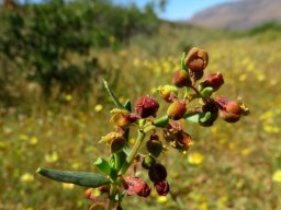 Tetragonia reduplicata spring buds
