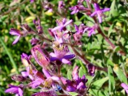 Tetragonia rosea