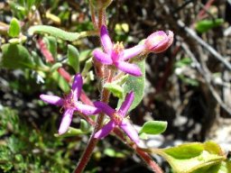 Tetragonia rosea flowers