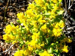 Tetragonia sarcophylla