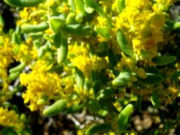 Tetragonia sarcophylla