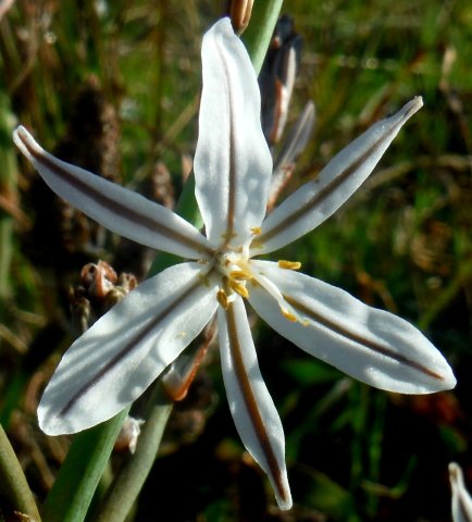 Trachyandra species, broad flat shiny leaves
