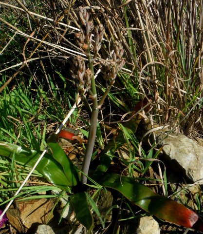 Trachyandra species maybe muricata