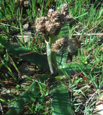Trachyandra species, broad flat shiny leaves