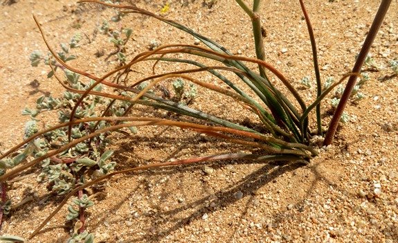 Trachyandra bulbinifolia leaves