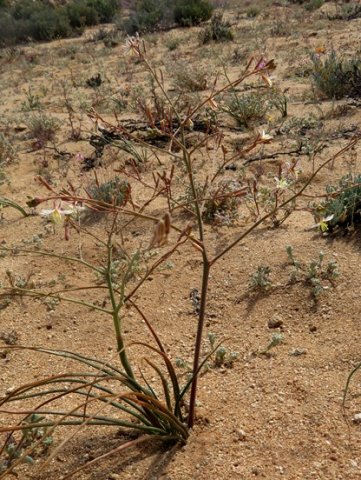 Trachyandra bulbinifolia