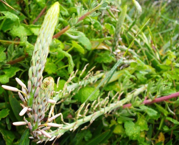 Trachyandra ciliata erect raceme tip