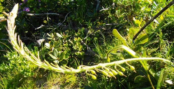 Trachyandra ciliata flowers and fruits