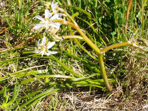 Trachyandra divaricata