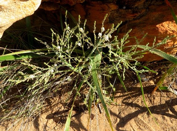 Trachyandra hairy species