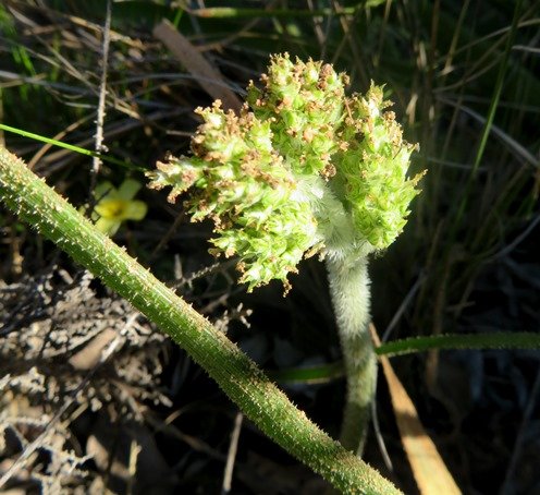 Trachyandra hairy species bud cluster
