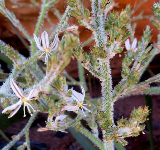 Trachyandra hairy species inflorescence