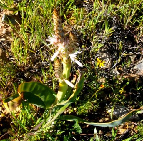 Trachyandra falcata curving leaves