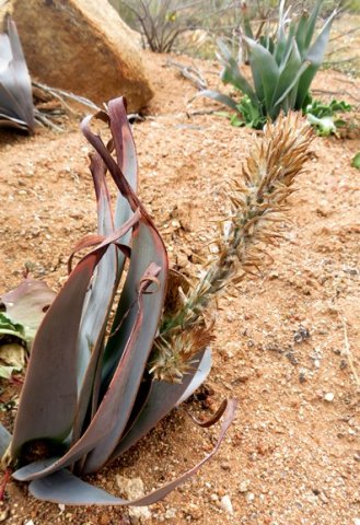 Trachyandra falcata when the going gets tough