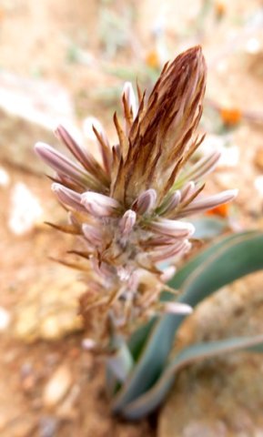 Trachyandra falcata bokkool food 