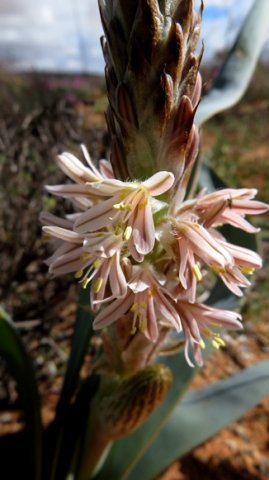 Trachyandra falcata two rows of flowers