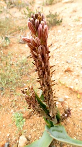 Trachyandra falcata concluding the production shift