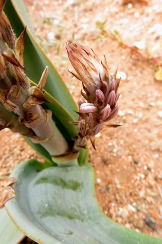Trachyandra falcata, the branching 