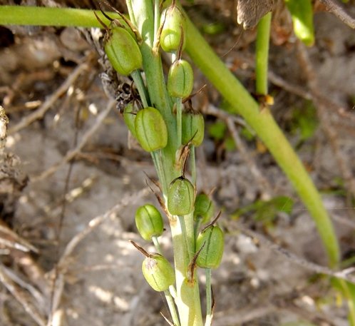 Trachyandra ciliata fruit