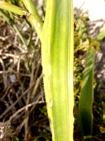 Trachyandra ciliata leaf