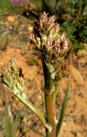 Trachyandra muricata branching into a panicle