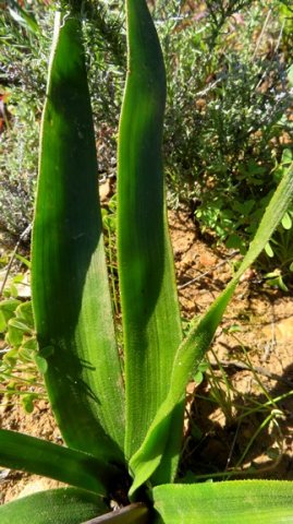 Trachyandra muricata leaves 