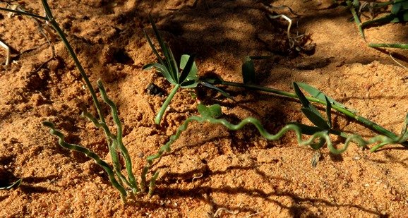 Trachyandra revoluta leaves stylish