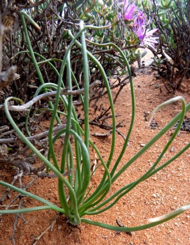 Trachyandra revoluta leaves