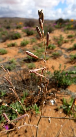 Trachyandra revoluta buds