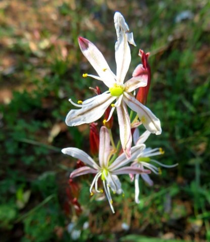 Trachyandra