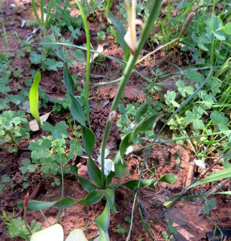 Trachyandra spiralling leaves