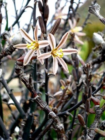 Trachyandra tortilis