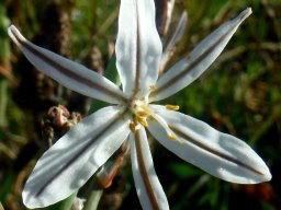Trachyandra species, broad flat shiny leaves
