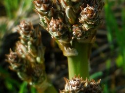 Trachyandra species, broad flat shiny leaves