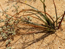 Trachyandra bulbinifolia leaves