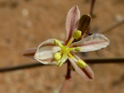 Trachyandra bulbinifolia flower