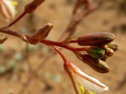 Trachyandra bulbinifolia flowers