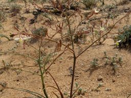 Trachyandra bulbinifolia
