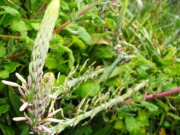 Trachyandra ciliata erect raceme tip