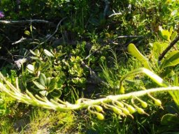 Trachyandra ciliata flowers and fruits