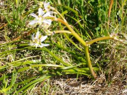 Trachyandra divaricata