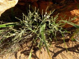 Trachyandra hairy species